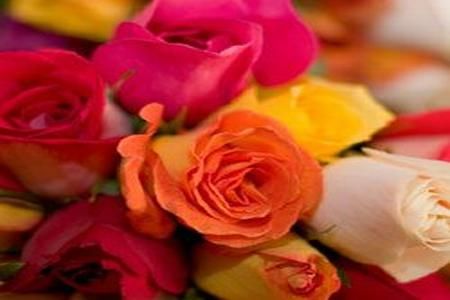 Trandafiri in miniatura, perfecti pentru infrumusetarea gradinii